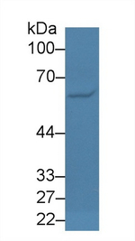 EBF1 Antibody in Western Blot (WB)