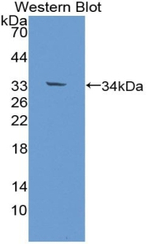 EBF1 Antibody in Western Blot (WB)