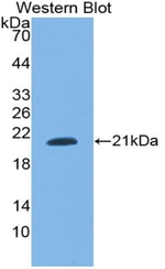SNRPC Antibody in Western Blot (WB)