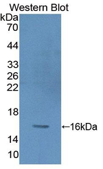 PKIG Antibody in Western Blot (WB)