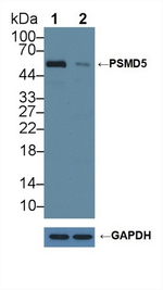 PSMD5 Polyclonal Antibody