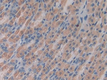 Centaurin alpha-2 Antibody in Immunohistochemistry (Paraffin) (IHC (P))