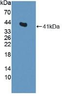 Centaurin alpha-2 Antibody in Western Blot (WB)
