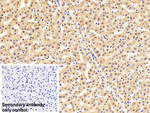 A1BG Antibody in Immunohistochemistry (Paraffin) (IHC (P))