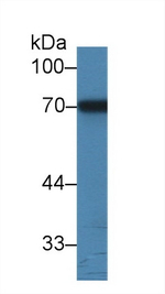 A1BG Antibody in Western Blot (WB)