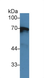 A1BG Antibody in Western Blot (WB)