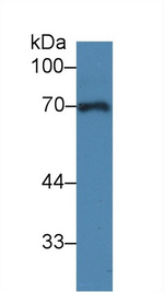 A1BG Antibody in Western Blot (WB)