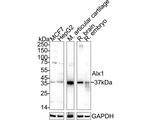 ALX1 Antibody in Western Blot (WB)