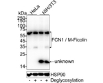 FCN1 Antibody in Western Blot (WB)
