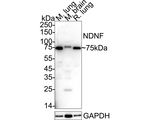 C4orf31 Polyclonal Antibody