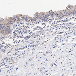 ZDHHC24 Antibody in Immunohistochemistry (Paraffin) (IHC (P))