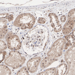 ZDHHC24 Antibody in Immunohistochemistry (Paraffin) (IHC (P))