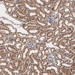 ZDHHC24 Antibody in Immunohistochemistry (Paraffin) (IHC (P))