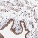 ZDHHC24 Antibody in Immunohistochemistry (Paraffin) (IHC (P))