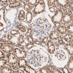 ZDHHC24 Antibody in Immunohistochemistry (Paraffin) (IHC (P))