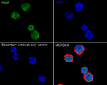 HES6 Polyclonal Antibody