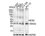 HES6 Antibody in Western Blot (WB)