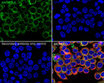 ANGPTL6 Antibody in Immunocytochemistry (ICC/IF)