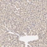 ANGPTL6 Antibody in Immunohistochemistry (Paraffin) (IHC (P))
