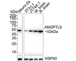 ANGPTL6 Antibody in Western Blot (WB)