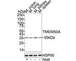TMEM50A Antibody in Western Blot (WB)