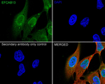 EFCAB13 Antibody in Immunocytochemistry (ICC/IF)