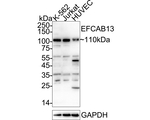 EFCAB13 Antibody in Western Blot (WB)