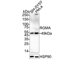 RGMA Antibody in Western Blot (WB)
