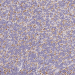 VGLUT1 Antibody in Immunohistochemistry (Paraffin) (IHC (P))