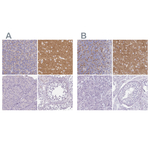 VGLUT1 Polyclonal Antibody