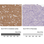 VGLUT1 Antibody in Immunohistochemistry (Paraffin) (IHC (P))