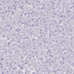 Insulin Antibody in Immunohistochemistry (Paraffin) (IHC (P))