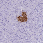 Insulin Antibody in Immunohistochemistry (Paraffin) (IHC (P))