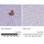 Insulin Polyclonal Antibody