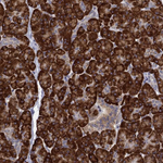 PRDX4 Antibody in Immunohistochemistry (Paraffin) (IHC (P))