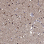 PRDX4 Antibody in Immunohistochemistry (Paraffin) (IHC (P))