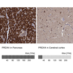 PRDX4 Polyclonal Antibody