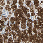 PEBP1 Antibody in Immunohistochemistry (Paraffin) (IHC (P))