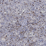 Granzyme A Antibody in Immunohistochemistry (Paraffin) (IHC (P))