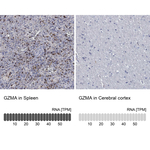 Granzyme A Polyclonal Antibody