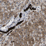 SCD Antibody in Immunohistochemistry (Paraffin) (IHC (P))