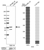 SCD Antibody in Western Blot (WB)