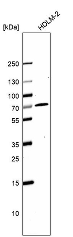 IKZF3 Antibody in Western Blot (WB)