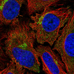Dynamin 2 Antibody in Immunocytochemistry (ICC/IF)