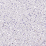Dynamin 2 Antibody in Immunohistochemistry (Paraffin) (IHC (P))
