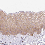 Dynamin 2 Antibody in Immunohistochemistry (Paraffin) (IHC (P))