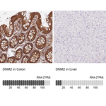 Dynamin 2 Antibody in Immunohistochemistry (Paraffin) (IHC (P))