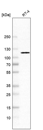 Dynamin 2 Antibody in Western Blot (WB)