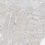 AGR2 Antibody in Immunohistochemistry (Paraffin) (IHC (P))