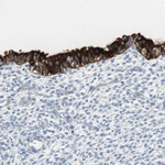 AGR2 Antibody in Immunohistochemistry (Paraffin) (IHC (P))